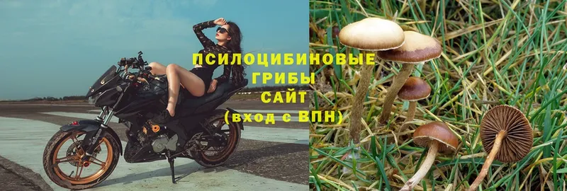 что такое   Курлово  Псилоцибиновые грибы Cubensis 